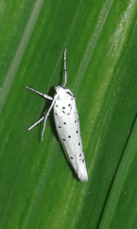 Yponomeuta sp. (Yponomeutidae)?